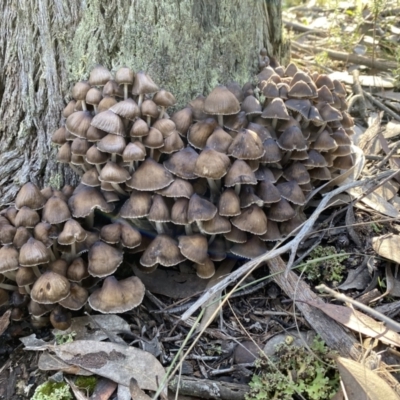 Mycena sp. (Mycena) at Mount Jerrabomberra - 25 Jun 2022 by SteveBorkowskis