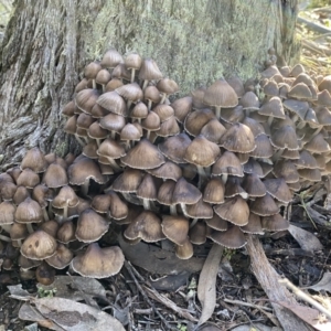 Mycena sp. at Jerrabomberra, NSW - 25 Jun 2022