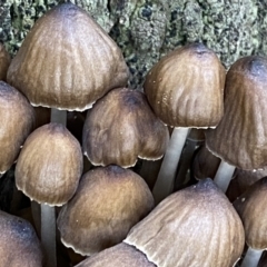 Mycena sp. at Jerrabomberra, NSW - 25 Jun 2022