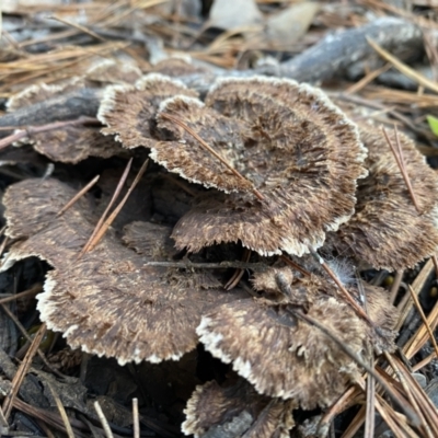 Thelephora terrestris (Earthfan) at Mount Jerrabomberra QP - 25 Jun 2022 by Steve_Bok