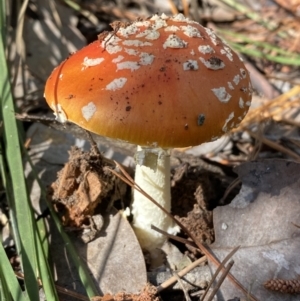 Amanita muscaria at Jerrabomberra, NSW - 25 Jun 2022