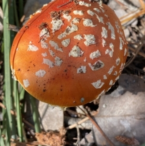 Amanita muscaria at Jerrabomberra, NSW - 25 Jun 2022