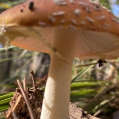 Amanita muscaria at Jerrabomberra, NSW - 25 Jun 2022