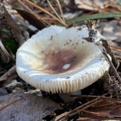 Russula sp. (genus) (Russula) at Jerrabomberra, NSW - 25 Jun 2022 by SteveBorkowskis