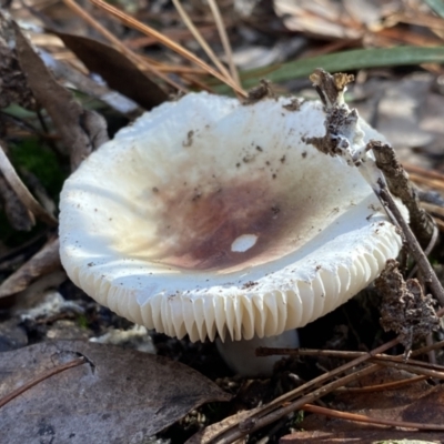 Russula sp. (genus) (Russula) at Mount Jerrabomberra QP - 25 Jun 2022 by SteveBorkowskis