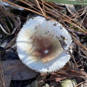 Russula sp. (genus) at Jerrabomberra, NSW - 25 Jun 2022