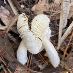 Russula sp. (genus) at Jerrabomberra, NSW - 25 Jun 2022 12:10 PM