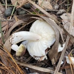 Russula sp. at Jerrabomberra, NSW - 25 Jun 2022