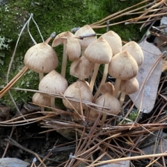 Mycena sp. (Mycena) at Jerrabomberra, NSW - 25 Jun 2022 by SteveBorkowskis