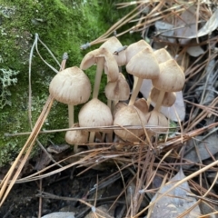 Mycena sp. at Jerrabomberra, NSW - 25 Jun 2022