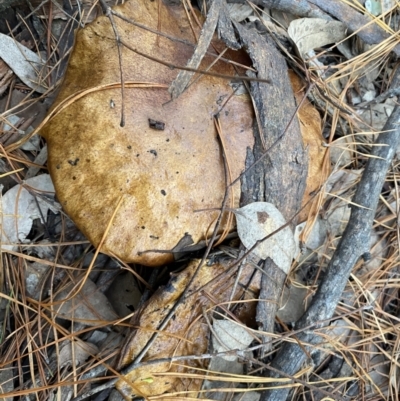 Unidentified Cap on a stem; pores below cap [boletes & stemmed polypores] at Jerrabomberra, NSW - 25 Jun 2022 by SteveBorkowskis