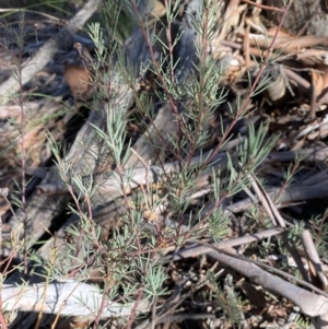 Gompholobium huegelii at Jerrabomberra, NSW - 25 Jun 2022