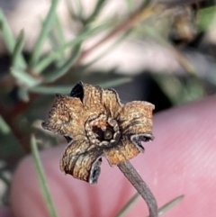 Gompholobium huegelii at Jerrabomberra, NSW - 25 Jun 2022