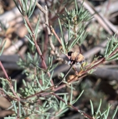 Gompholobium huegelii at Jerrabomberra, NSW - 25 Jun 2022