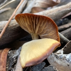 zz agaric (stem; gills not white/cream) at Jerrabomberra, NSW - 25 Jun 2022 by Steve_Bok