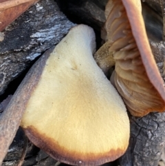 zz agaric (stem; gills not white/cream) at Jerrabomberra, NSW - 25 Jun 2022 11:20 AM