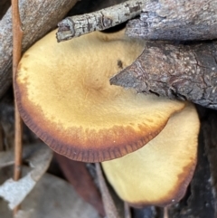 zz agaric (stem; gills not white/cream) at Jerrabomberra, NSW - 25 Jun 2022 11:20 AM