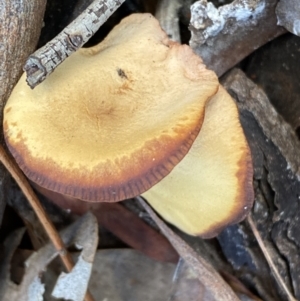 zz agaric (stem; gills not white/cream) at Jerrabomberra, NSW - 25 Jun 2022 11:20 AM