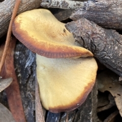 zz agaric (stem; gills not white/cream) at Jerrabomberra, NSW - 25 Jun 2022 11:20 AM