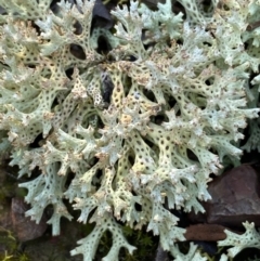 Cladia corallaizon at Mount Jerrabomberra - 25 Jun 2022 by SteveBorkowskis