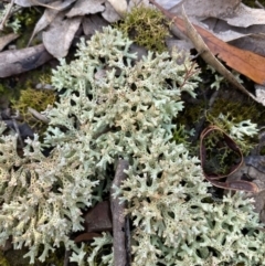 Cladia corallaizon at Jerrabomberra, NSW - 25 Jun 2022