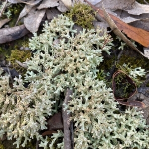 Cladia corallaizon at Jerrabomberra, NSW - 25 Jun 2022