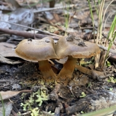 Cortinarius sp. (Cortinarius) at Mount Jerrabomberra - 25 Jun 2022 by SteveBorkowskis