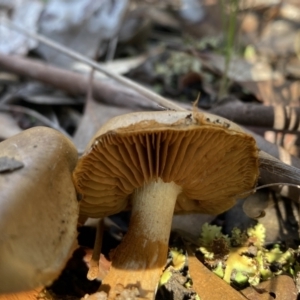 Cortinarius sp. at Jerrabomberra, NSW - 25 Jun 2022