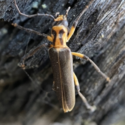Copidita sp. (genus) (Oedemerid beetle) at Jerrabomberra, NSW - 25 Jun 2022 by SteveBorkowskis
