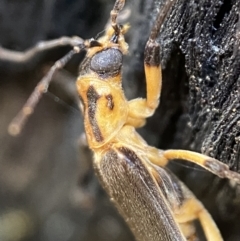 Copidita sp. (genus) at Jerrabomberra, NSW - 25 Jun 2022