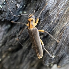 Copidita sp. (genus) at Jerrabomberra, NSW - 25 Jun 2022 02:56 PM