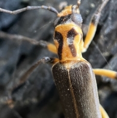 Copidita sp. (genus) at Jerrabomberra, NSW - 25 Jun 2022