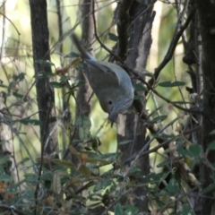 Acanthiza pusilla (Brown Thornbill) at Karabar, NSW - 25 Jun 2022 by Steve_Bok