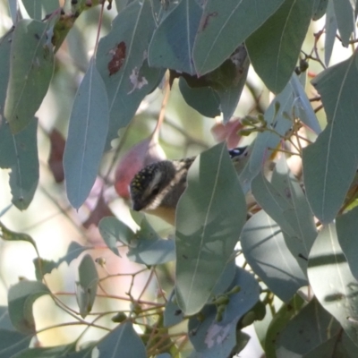 Pardalotus punctatus (Spotted Pardalote) at Mount Jerrabomberra - 25 Jun 2022 by SteveBorkowskis