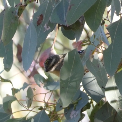 Pardalotus punctatus (Spotted Pardalote) at Mount Jerrabomberra QP - 25 Jun 2022 by Steve_Bok