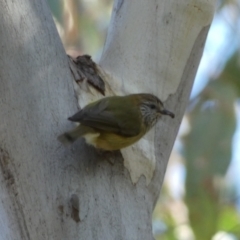 Acanthiza lineata (Striated Thornbill) at Mount Jerrabomberra QP - 25 Jun 2022 by Steve_Bok