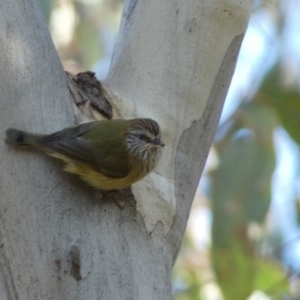 Acanthiza lineata at Jerrabomberra, NSW - 25 Jun 2022