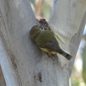 Acanthiza lineata at Jerrabomberra, NSW - 25 Jun 2022