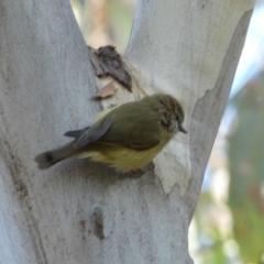 Acanthiza lineata at Jerrabomberra, NSW - 25 Jun 2022 01:54 PM