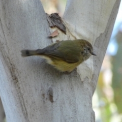 Acanthiza lineata at Jerrabomberra, NSW - 25 Jun 2022 01:54 PM