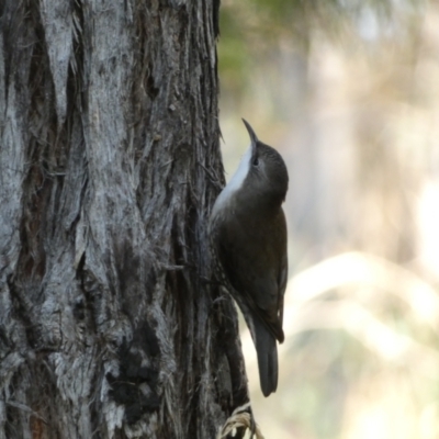 Cormobates leucophaea (White-throated Treecreeper) at Jerrabomberra, NSW - 25 Jun 2022 by Steve_Bok