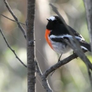 Petroica boodang at Jerrabomberra, NSW - 25 Jun 2022