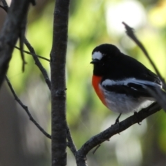 Petroica boodang at Jerrabomberra, NSW - 25 Jun 2022 02:17 PM