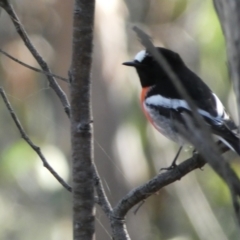 Petroica boodang at Jerrabomberra, NSW - 25 Jun 2022