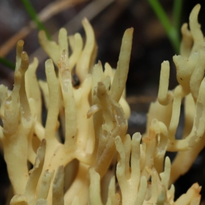 Ramaria sp. (A Coral fungus) at ANBG - 24 Jun 2022 by TimL