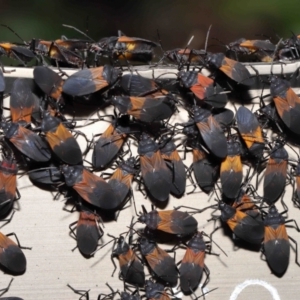 Oncopeltus (Oncopeltus) sordidus at Acton, ACT - 13 May 2022