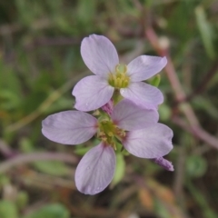 Cakile maritima (Sea Rocket) at Merimbula, NSW - 16 Jul 2020 by michaelb