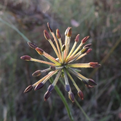 Oreomyrrhis eriopoda (Australian Carraway) at Paddys River, ACT - 13 Feb 2022 by MichaelBedingfield