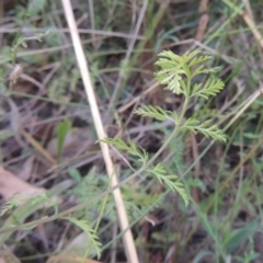 Oreomyrrhis eriopoda at Paddys River, ACT - 13 Feb 2022 06:03 PM