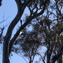 Callocephalon fimbriatum (Gang-gang Cockatoo) at Lyons, ACT - 26 Jun 2022 by soz